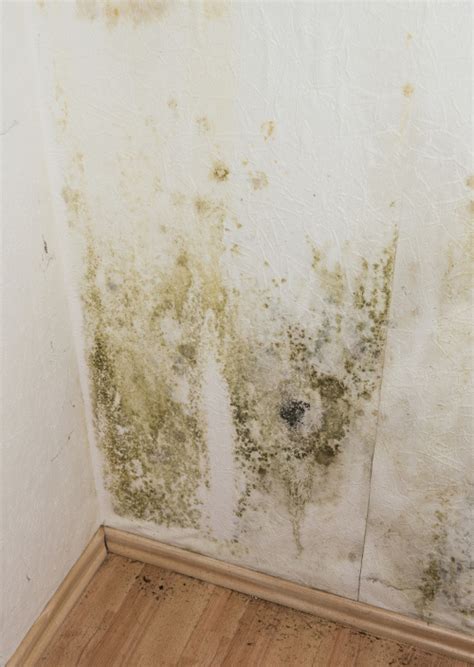 Mildew or Mould over the Walls! | ColourDrive