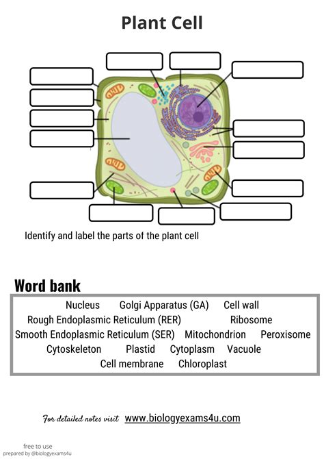 Plant Cell Structure, Structure And Function, Cell Biology, Cell Wall, Word Bank, Cell Membrane ...