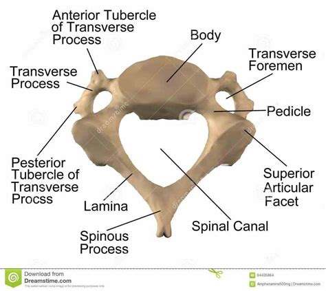 anatomy xray appearances normal cspine lateral description systematic approach to interpretation ...