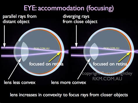 Scientific Animation: EYE: accommodation or focusing (emmetropic or normal eye) by Russell ...