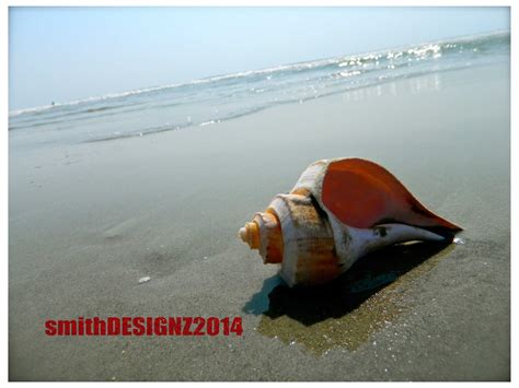 Seashell Photography Seashells Ocean Photography Beach