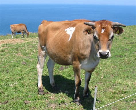 Jersey Cattle | Oklahoma State University