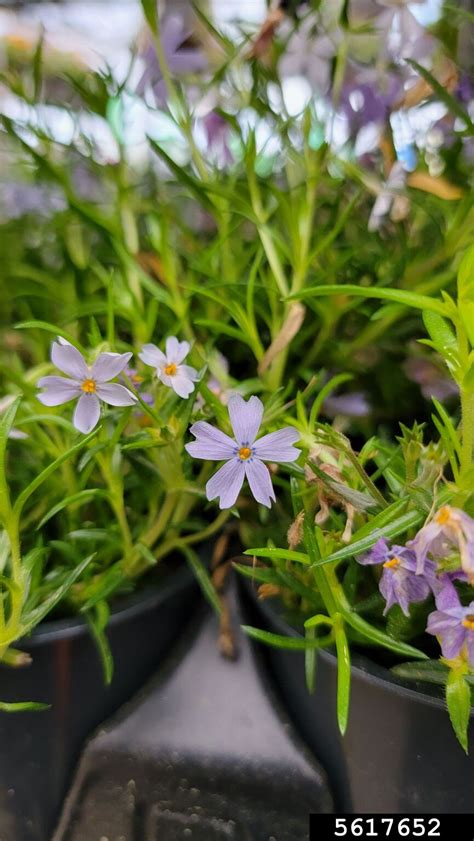 moss phlox (Phlox subulata)