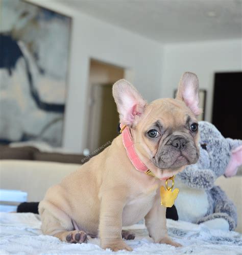 Blue Fawn French Bulldog Sale