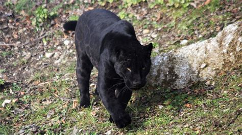 Man reports black panther sighting in Bogue Chitto - Daily Leader | Daily Leader