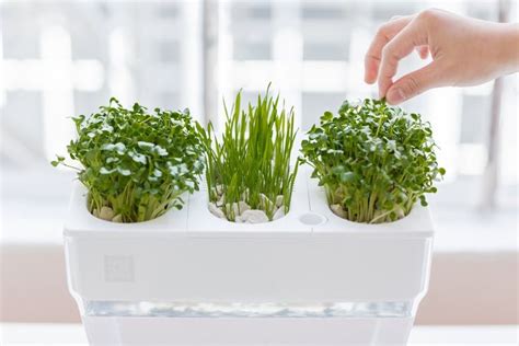 The Best Plants to Grow in Aquaponics Systems | Indoor herb garden, Herbs indoors, Aquaponics diy