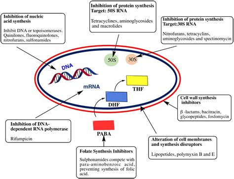 REMOVAL OF AMOXICILLIN THROUGH DIFFERENT METHODS, EMPHASIZING REMOVAL BY BIOPOLYMERS AND ITS ...