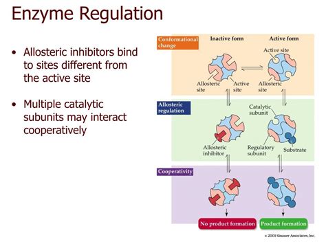 PPT - CHAPTER 6 Energy, Enzymes, and Metabolism PowerPoint Presentation - ID:4605324