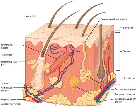 Layers of the Skin | Anatomy and Physiology I