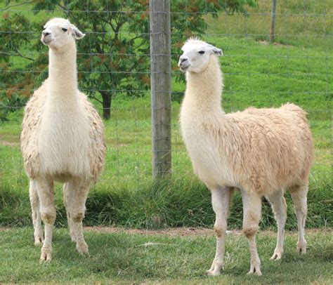 Llama - Key Facts, Information & Pictures