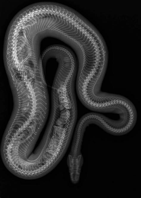 snake xrays | Snake X-Rays.... - CaptiveBred Reptile Forums, Reptile Classified ... | Poster di ...