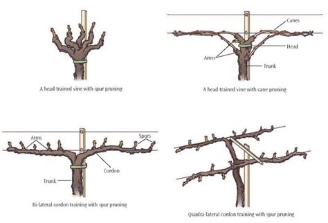 Important Structures & Features of Grapevines | Grape growing trellis ...