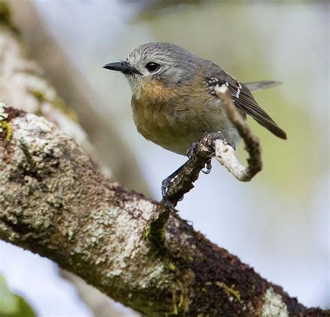 17 Best images about Native Hawaiian flora and fauna on Pinterest ...