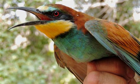 european-bee-eater-2 – My Bird of the Day