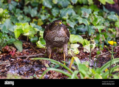 Sparrow Hawk Feeding Stock Photo - Alamy