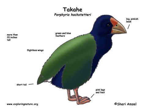 Takahe