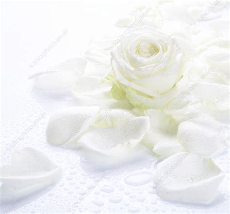 White rose petals - Stock Image - B760/1980 - Science Photo Library