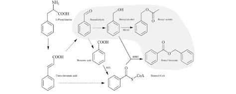 Benzyl Butyrate