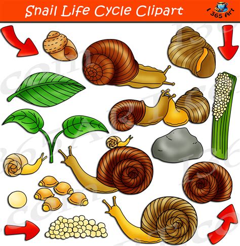 Snail Life Cycle Clipart Graphic Set - Clipart 4 School