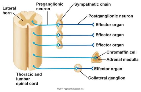 Preganglionic Motor Neuron