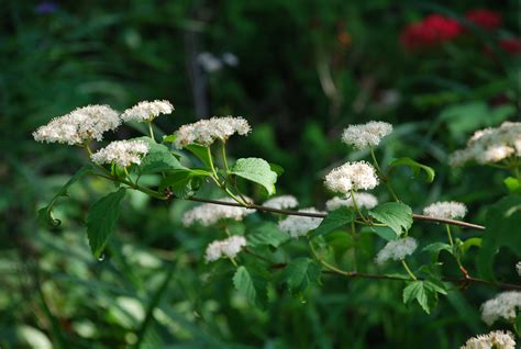 Mapleleaf Viburnum For Woodland Areas | What Grows There :: Hugh Conlon ...