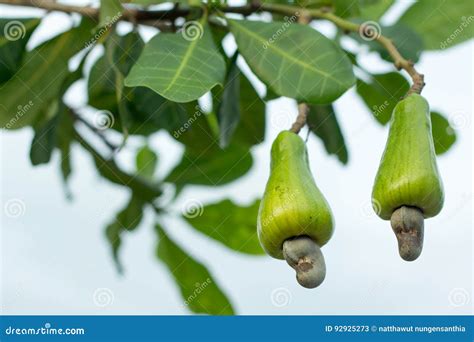 Cashew fruit on the tree stock image. Image of hanging - 92925273