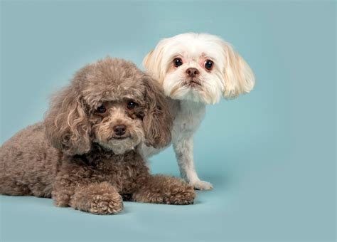 The Shih Tzu Cockapoo: An Expert Guide to the Adorable Hybrid Breed