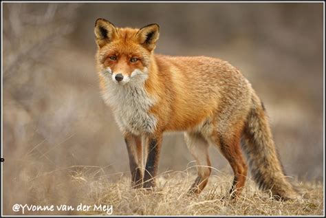 Leren fotograferen in de amsterdamse waterleidingduinen Yvonne vd Mey