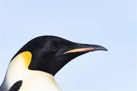 Emperor penguin close up stock photo. Image of baby - 132865222