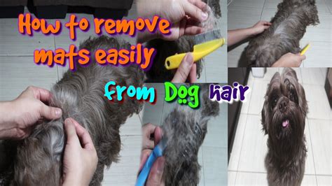 How to remove mats easily from shih tzu dog hair - YouTube