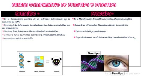 Genotipo y Fenotipo: diferencias, características y ejemplos | Cuadro Comparativo