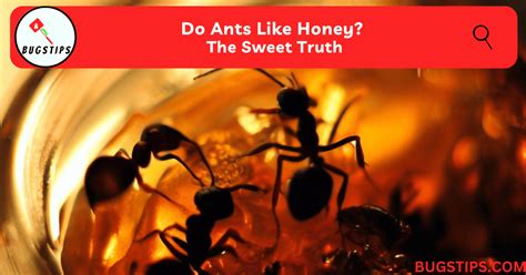 Do Ants Like Honey? The Sweet Truth - BugsTips