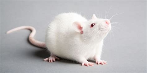 The Albino Rat - Amazing Facts, Care Guide and Breed History