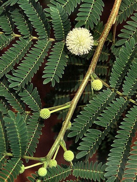 Leucaena leucocephala | Burung cantik, Herbal, Belalang