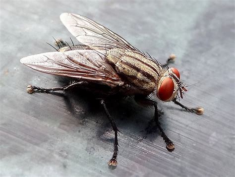 6 Different Types of Flies That Can Infest Your Home - Deal With Pests