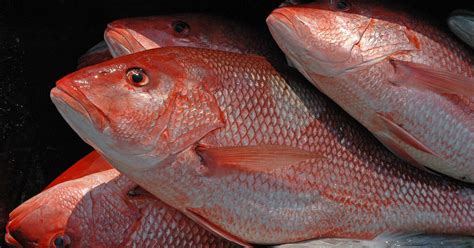 Anglers get 3 days to fish for red snapper in fed waters this year