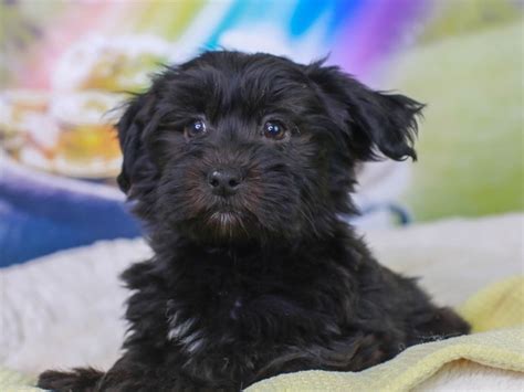 Havanese-DOG-Female--3037246-Animal Kingdom | Puppies N Love