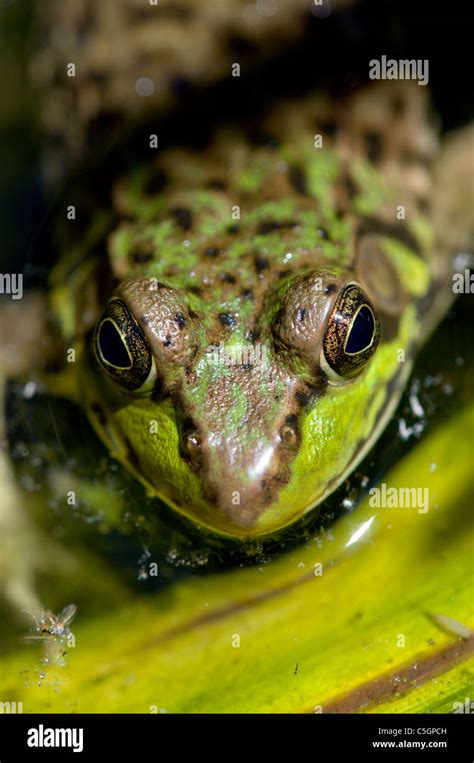 Green frog in pond Stock Photo - Alamy