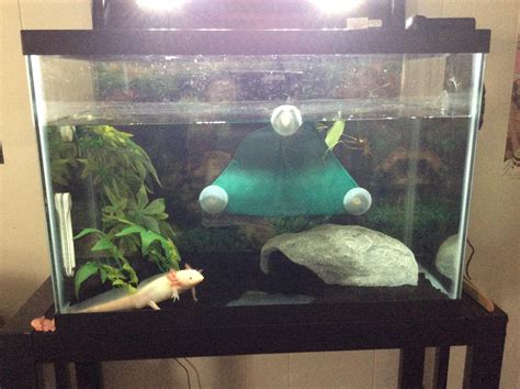 20 gal axolotl tank : r/Aquariums