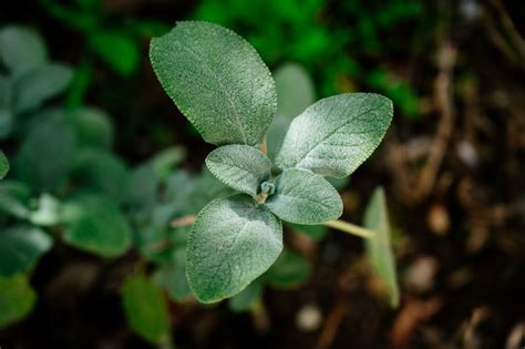 Sage - Plant Propagation