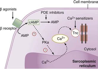 Inotropic Therapy | Clinical Gate