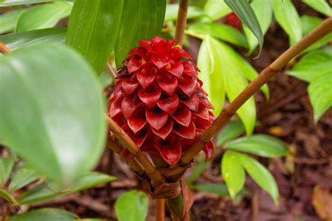 How to Grow and Care for Flowering Ginger