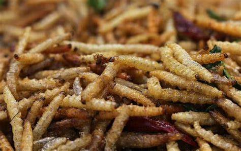 Study: Humans May Have To Eat Maggots & Insects In The Future To Fight ...