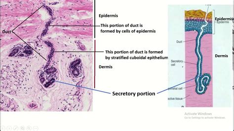 Eccrine sweat gland : part, distribution, functions & histological features - YouTube