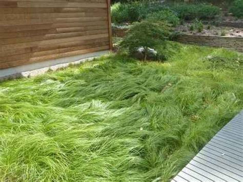 Pennsylvania Sedge Ornamental Grass 25 plugs Carex | Etsy | Ornamental ...