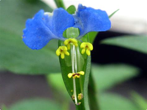 Commelina | Commelina communis | Flower Database