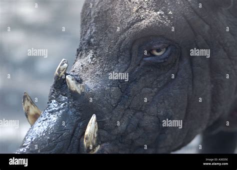 Babirusa pig Stock Photo - Alamy