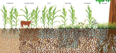 Water Infiltration In Soil