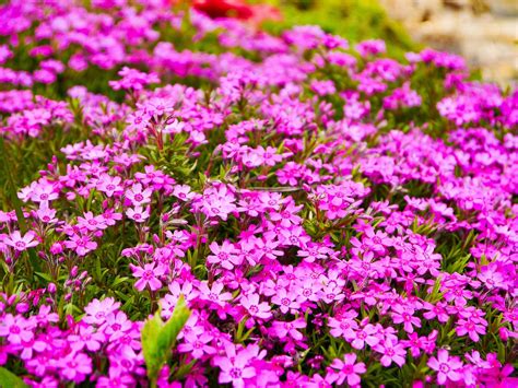 Phlox Flower Garden · Free photo on Pixabay