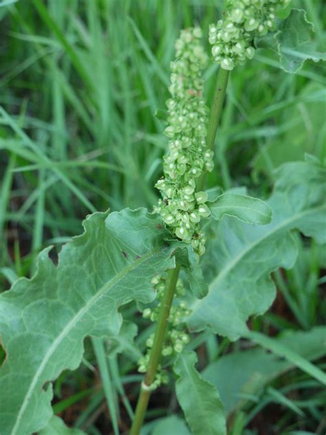 What is yellow dock? | Identify that Plant